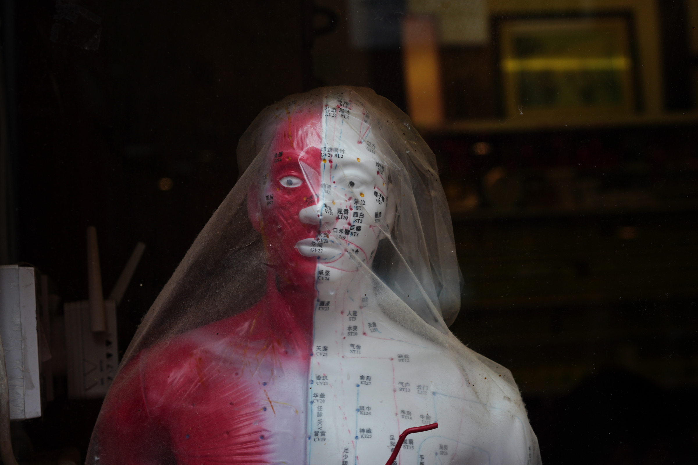 An anatomical and acupuncture model covered by translucent plastic in a shop window.