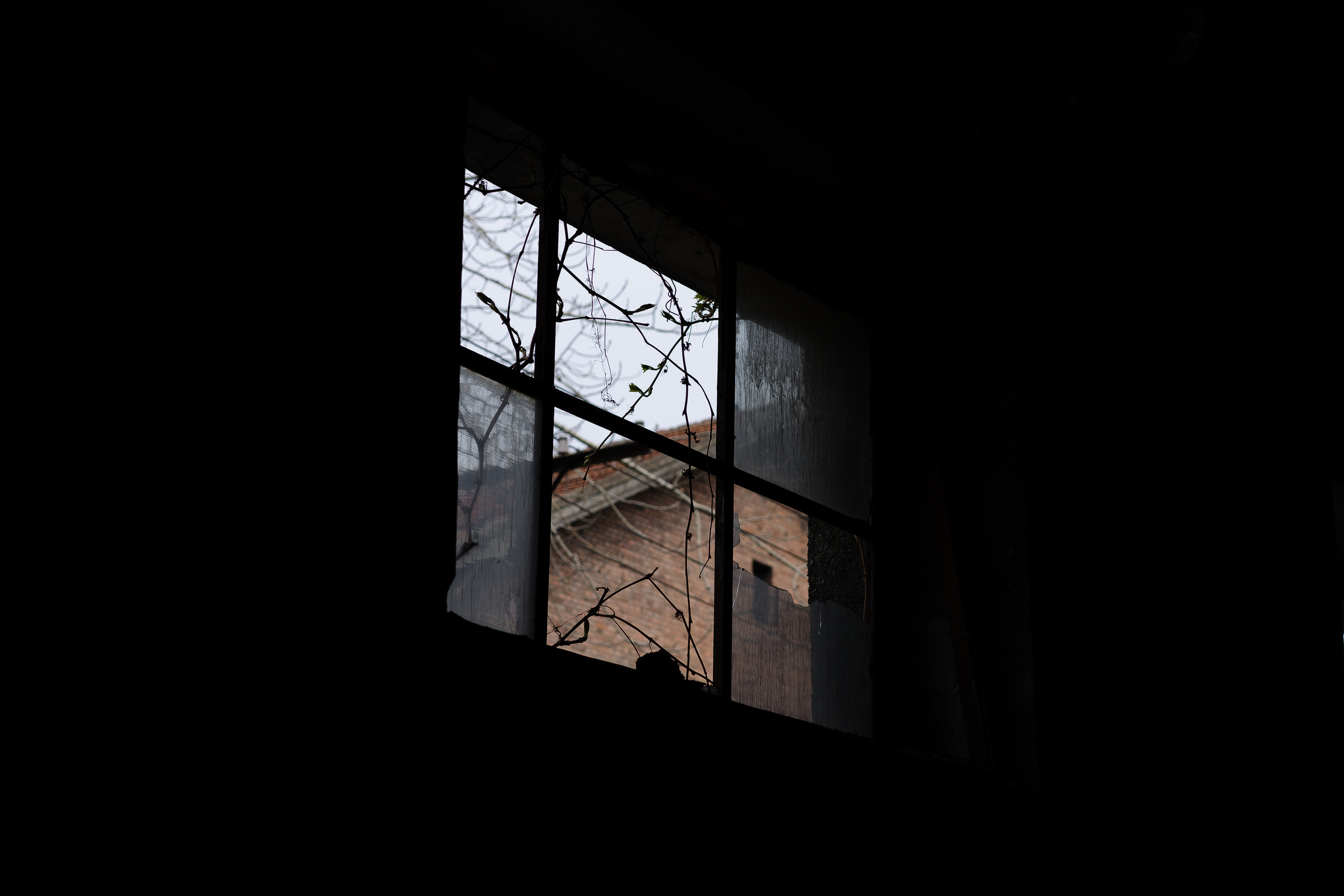 A window divided by dark frames reveals branches and a brick building beyond.